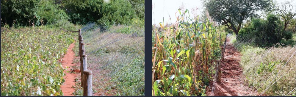 Tsavo Trust's coexistence-oriented conservation work