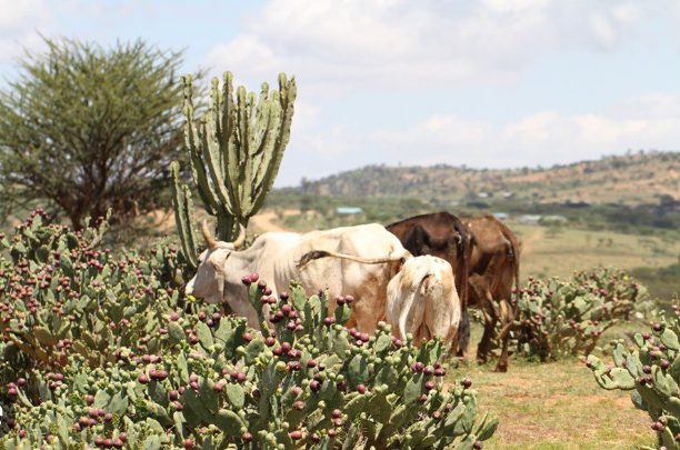 Cattle feeding on Opuntia cactus fruits and pads