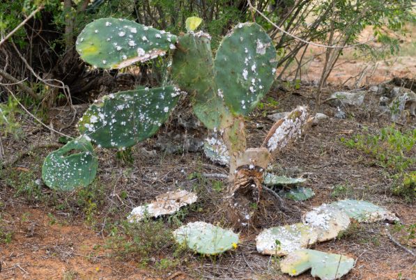 Community members collecting Opuntia cactus pads for cochineal rearing