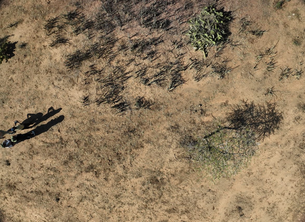 Aerial drone image showing Opuntia cactus stands from above