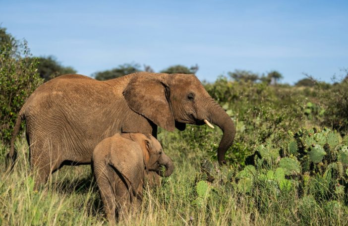 Elephants near Opuntia cactus in Laikipia