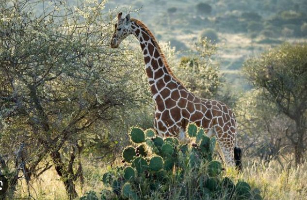 Giraffe feeding near Opuntia cactus stands in Laikipia
