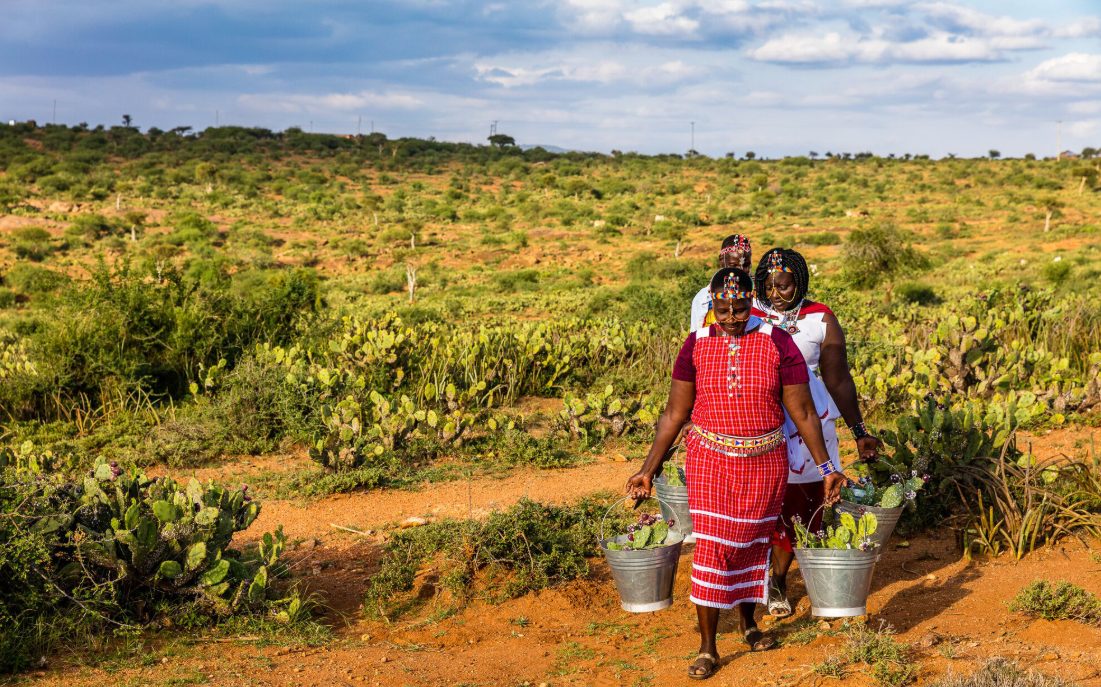 Community members carrying harvested Opuntia cactus pads across grassland in Laikipia