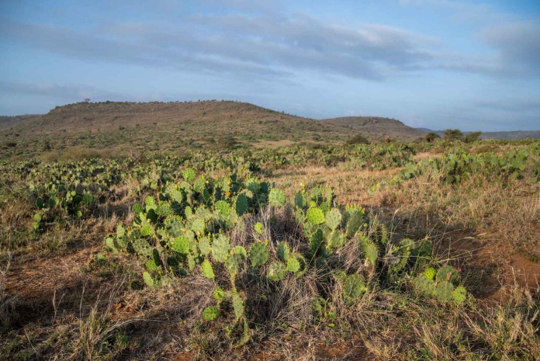 Grassland in Naibunga Community Conservancy